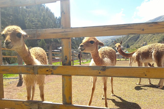 Cochahuasi Animal Sanctuary® Admission Ticket - The animals you are likely to see
