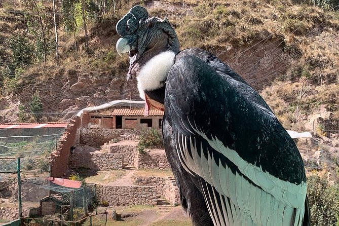 Cochahuasi Animal Sanctuary® Admission Ticket - What the 45 to 90 minutes feels like