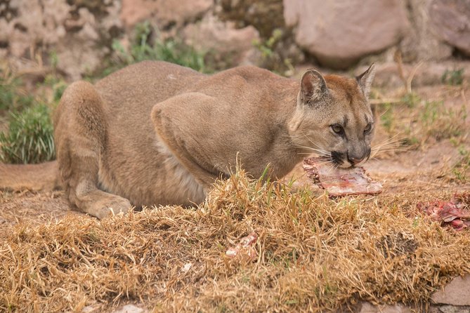 Cochahuasi Animal Sanctuary® Admission Ticket - Who will appreciate Cochahuasi most