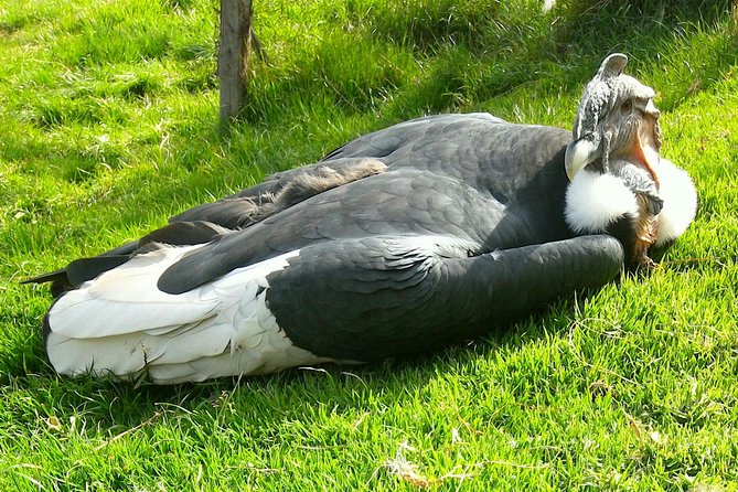 Cochahuasi Animal Sanctuary® Admission Ticket - The guided walk through rescued Andean wildlife