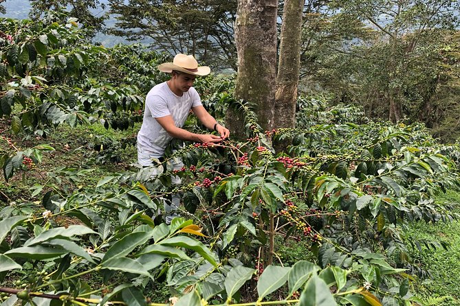 Coffee Farm and Salento Walking Tour - A coffee lesson that starts with the seed