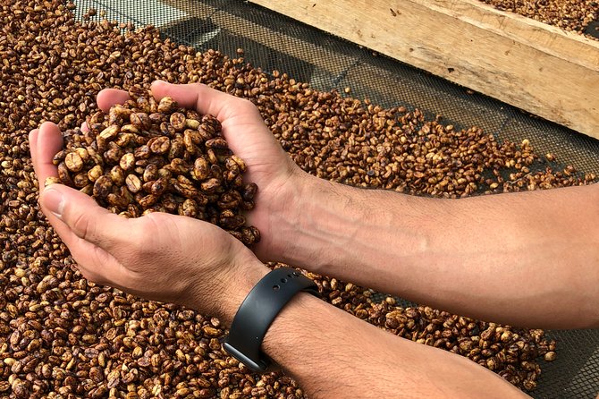 Coffee Farm and Salento Walking Tour - Timing, guides, and practical details