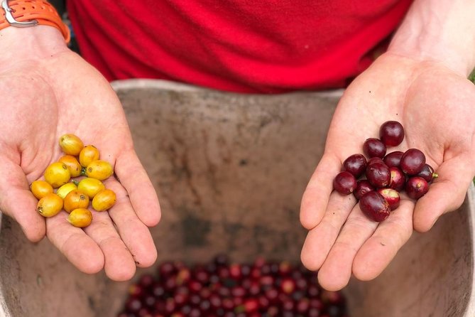 Coffee Farm and Salento Walking Tour - Why the hands-on format matters