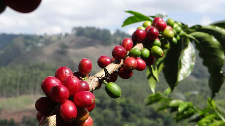 Coffee Tour at Finca El Ocaso Salento: Traditional Spanish Farm - What $19 buys you