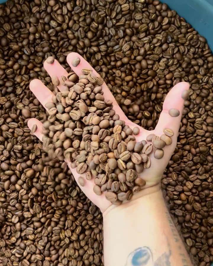 Coffee Tour at Finca El Ocaso Salento: Traditional Spanish Farm - Gardens, coffee trees, and working farmland