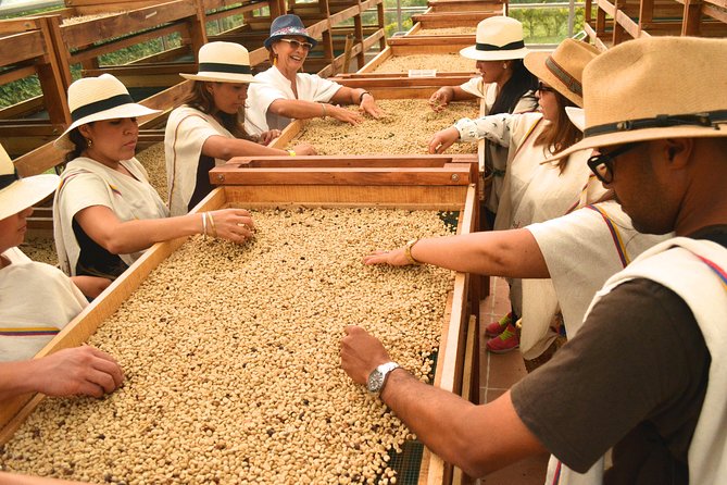 Coffee Tour at the Finca del Café - Why this farm visit is more than a coffee tasting
