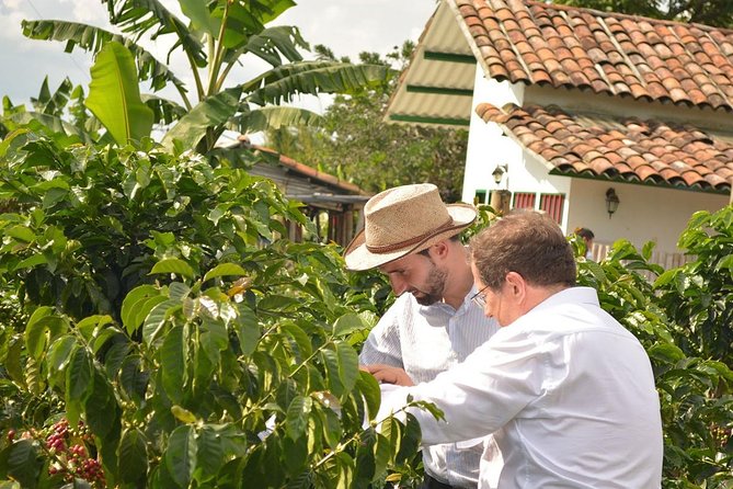 Coffee Tour at the Finca del Café - Harvesting and traditional coffee work