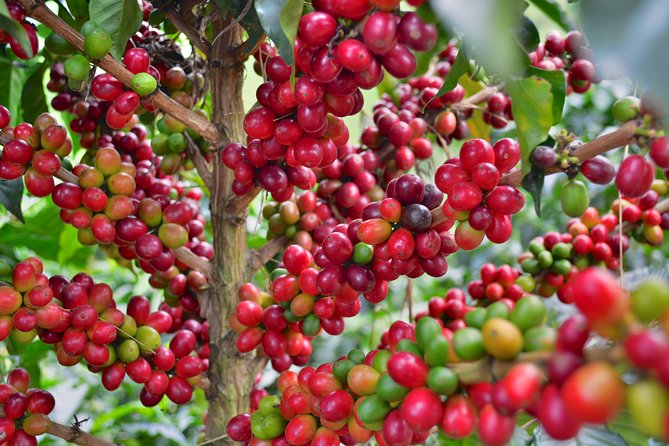 Coffee Tour at the Finca del Café - The walk from germination to harvest