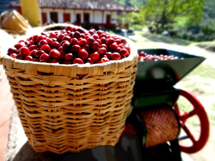 Coffee Tour Salento-Ocaso Farm- English Tour - Threshing, marketing, and the value of a coffee bean