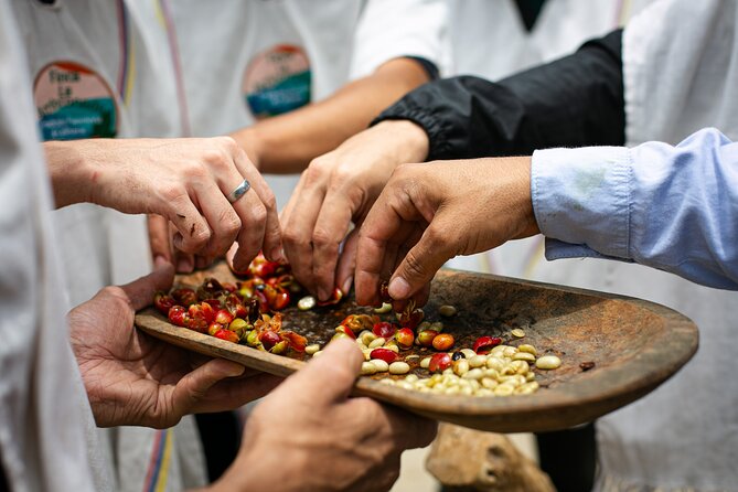 Coffee Tour with arrival on horseback and sugar cane processing - Dressing like a coffee farmer and picking the right berries