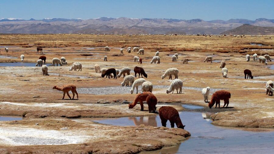 Colca Canyon: 2-Day Tour from Arequipa to Puno - The long road from Chivay to Puno