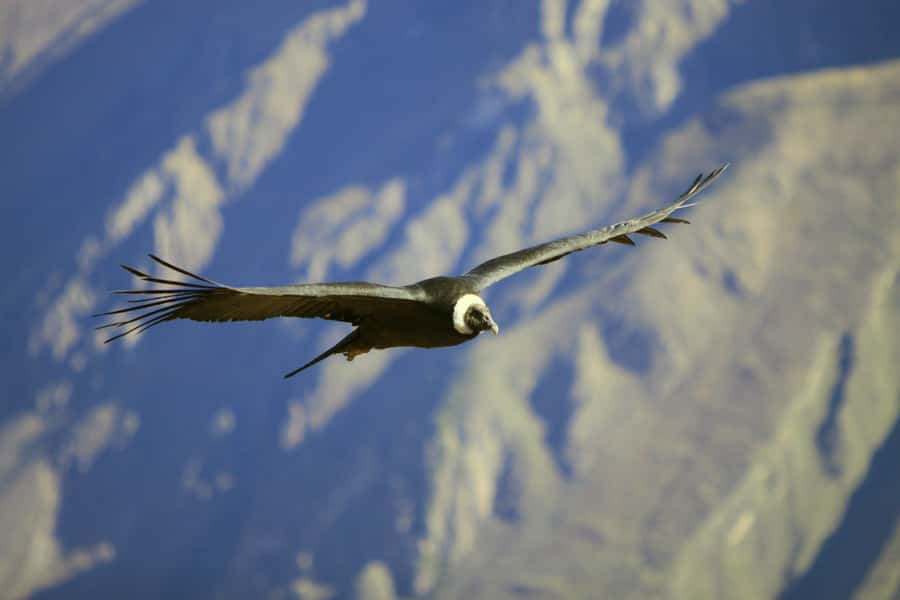Colca Canyon: 2-Day Tour from Arequipa to Puno - Day one, Arequipa to Chivay through Pampa Cañahuas