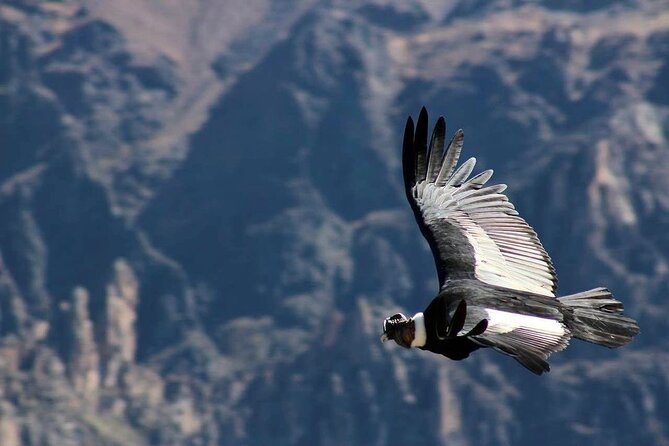 Colca Canyon Plus - What the $103.85 price really covers