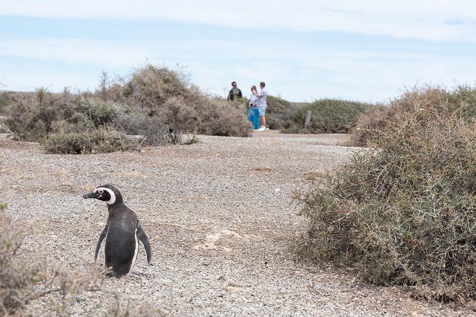 Cruise Shore Excursion Ea San Lorenzo Peninsula Valdes - Patagonia - Argentina - Why the penguins make the long ride worthwhile