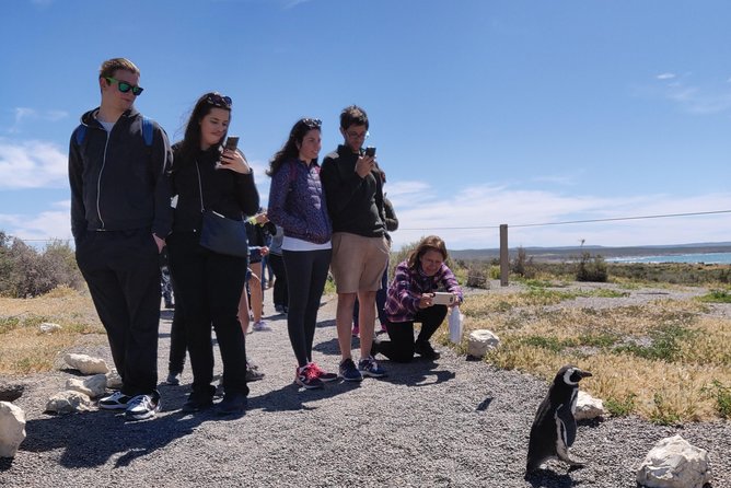 Cruise Shore Excursion Punta Tombo with Boxlunch from Pto Madryn - Key points to know before you book