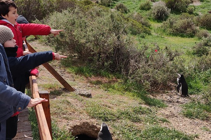 Cruise Shore Excursion Punta Tombo with Boxlunch from Pto Madryn - Why Punta Tombo is worth the long road
