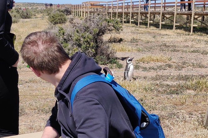 Cruise Shore Excursion Punta Tombo with Boxlunch from Pto Madryn - Box lunch, entrance fee, and overall value