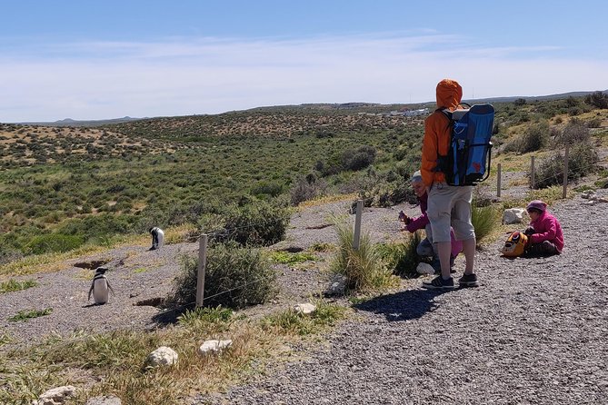 Cruise Shore Excursion Punta Tombo with Boxlunch from Pto Madryn - From the Puerto Madryn pier to the open steppe