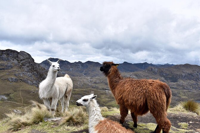 Cuenca to/from Guayaquil Private Transfer - The optional Cajas National Park stop