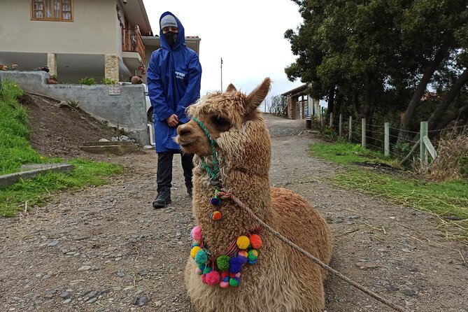 Cultural Tour Ingapirca Ruins + Gualaceo & Chordeleg from Cuenca - Who Should Book This Cuenca Excursion?