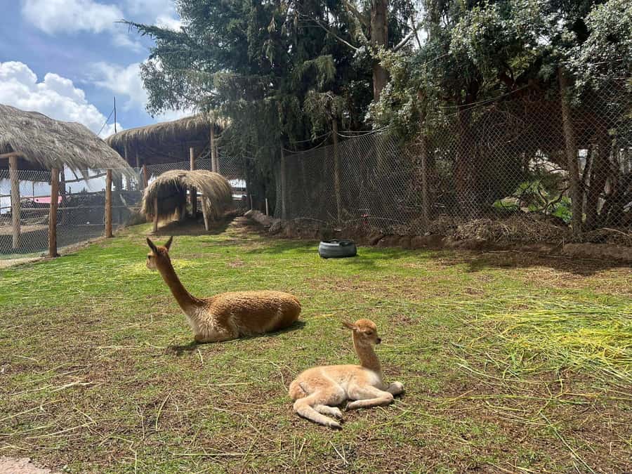 Cusco: Alpaca and Llama Farm Tour w/ Transfer & Weaving Demo - Why this short farm tour works well in Cusco