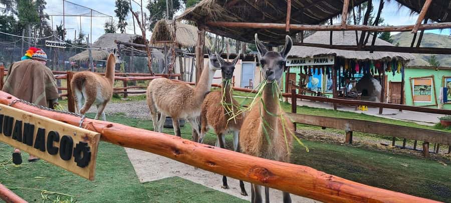 Cusco: Alpaca and Llama Farm Tour w/ Transfer & Weaving Demo - Meeting alpacas, llamas, vicuñas, and huanacos