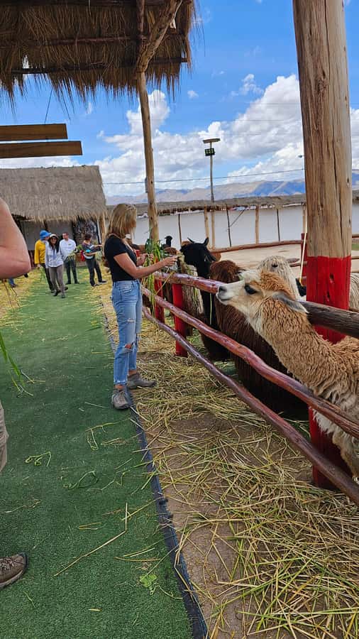 Cusco: Alpaca and Llama Farm Tour w/ Transfer & Weaving Demo - The shop: useful information, high prices