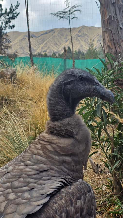 Cusco: Alpaca and Llama Farm Tour w/ Transfer & Weaving Demo - Should you book the alpaca and llama farm tour?