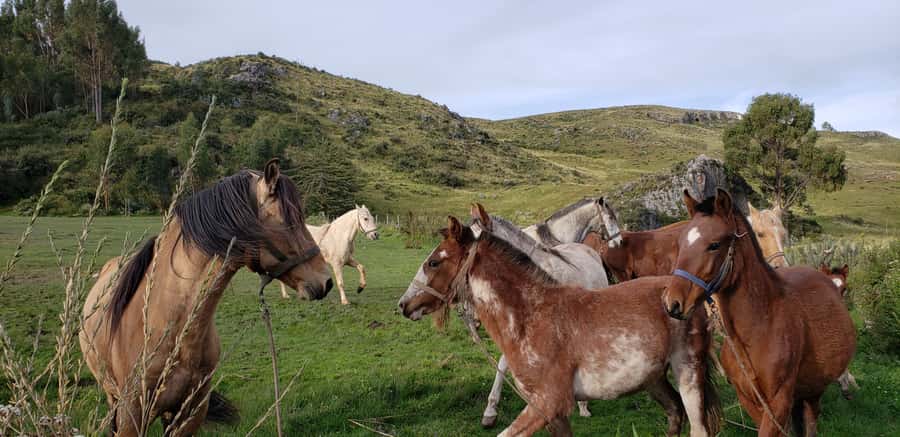 Cusco: Half-Day Horseback Riding at Devil's Balcony - Key points to know before you book
