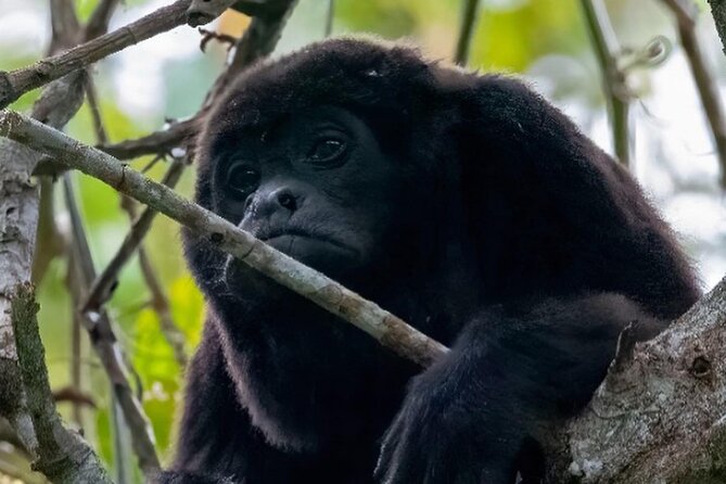 Day Trip Churute Howler Monkey Observation and Chocolate Making - What makes this day trip worth your time