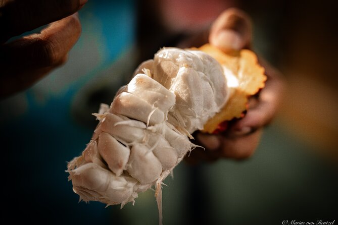 Day Trip Churute Howler Monkey Observation and Chocolate Making - Should you book it?