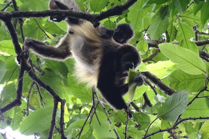 Day Trip Churute Howler Monkey Observation and Chocolate Making - Learning cocoa at Hacienda Cacao y Mango