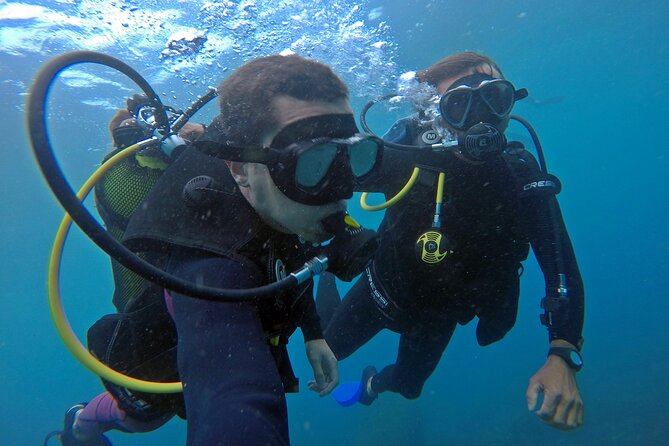 Diving with Turtles in Floripa - Scuba for some, snorkeling for others