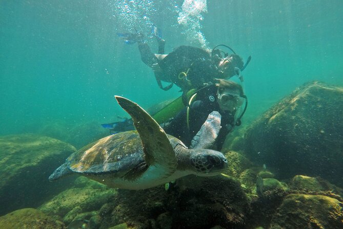 Diving with Turtles in Floripa - Marine life, visibility, and honest expectations