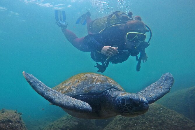 Diving with Turtles in Floripa - Why beginners get useful support