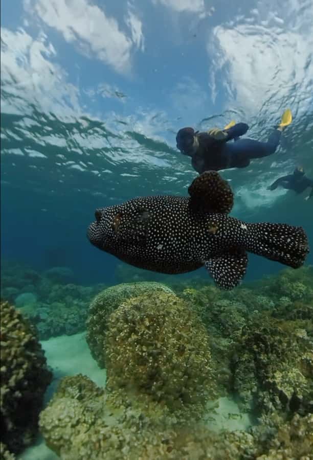 Easter island: Snorqueling tour on coral reefs - Weather, fitness, and comfort