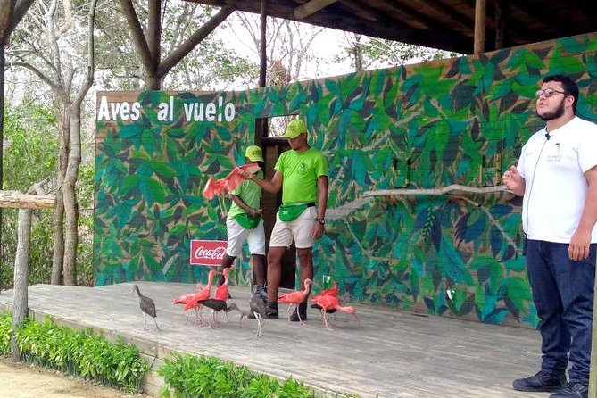 Eco Plan National Aviary and Lunch in Playa Mambo Beach Barú - Why the National Aviary makes a strong first stop