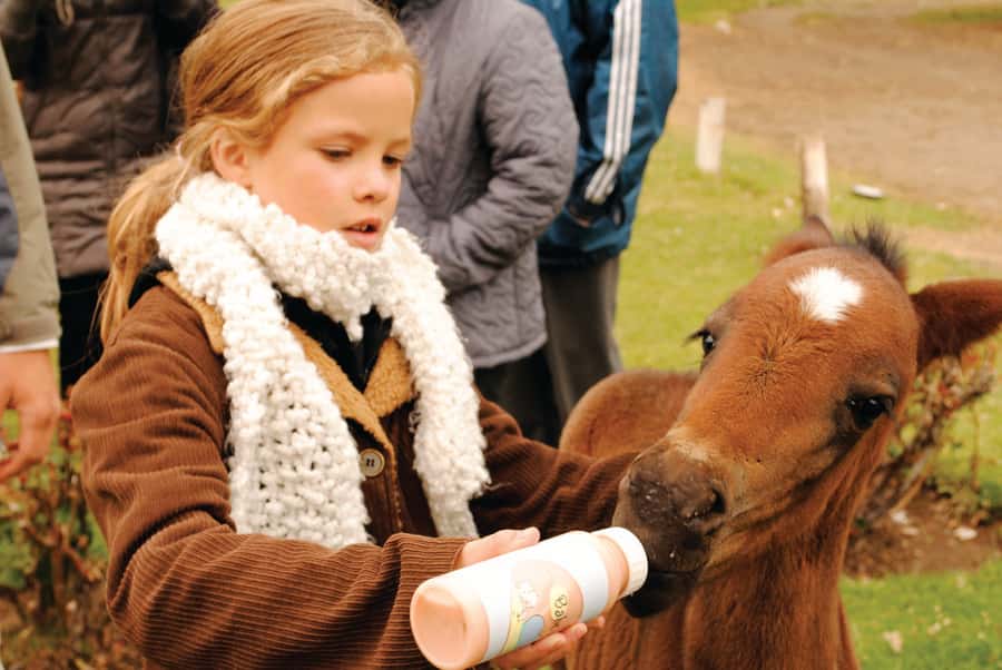 El Calafate: Estancia 25 de Mayo Tour with Dinner & Transfer - Key points before you book