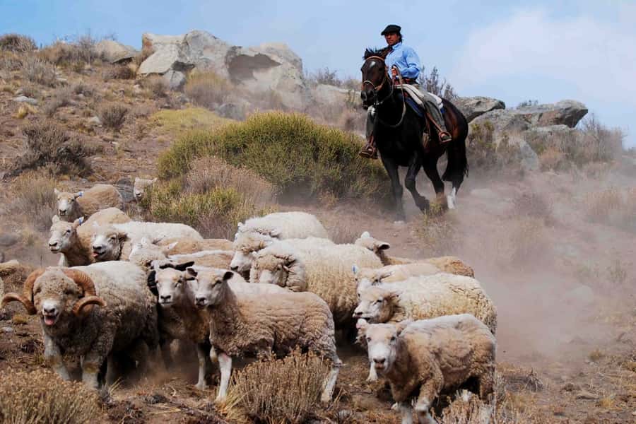 El Calafate: Estancia 25 de Mayo Tour with Dinner & Transfer - Sheep dogs, sorting pens, and a live shearing