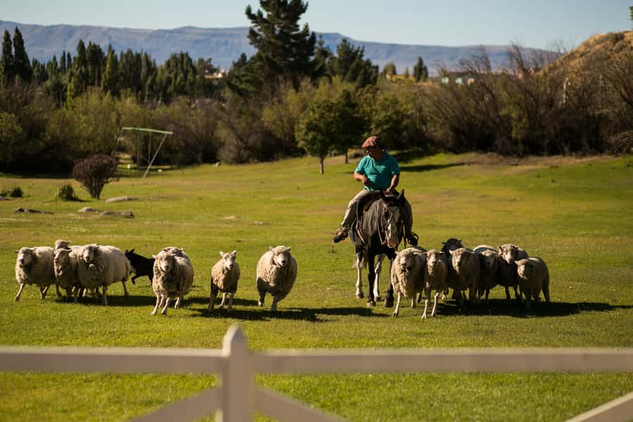 El Calafate: Estancia 25 de Mayo Tour with Dinner & Transfer - Guides, language, and the feel of the visit