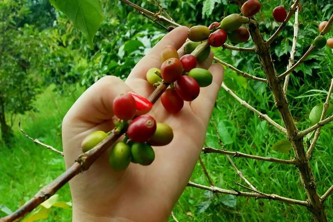Exclusive Coffee Experience:Tour from Bogotá - Timing, comfort, and what to pack