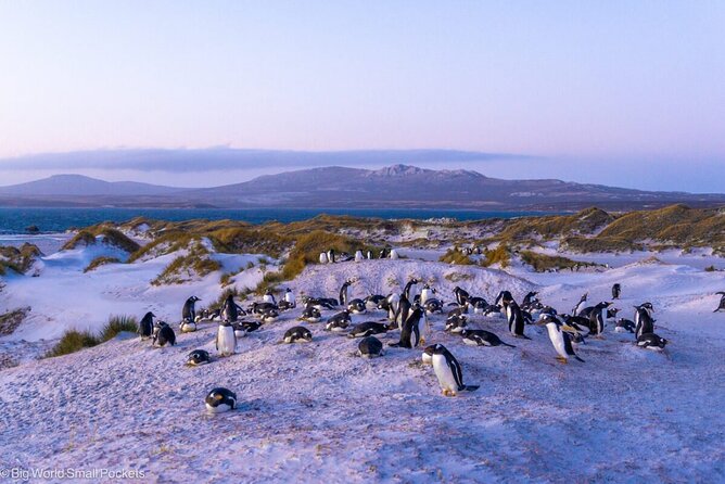 Falkland Islands Shared Tour Sightseeing with Penguins - Penguins first, then the story of Stanley