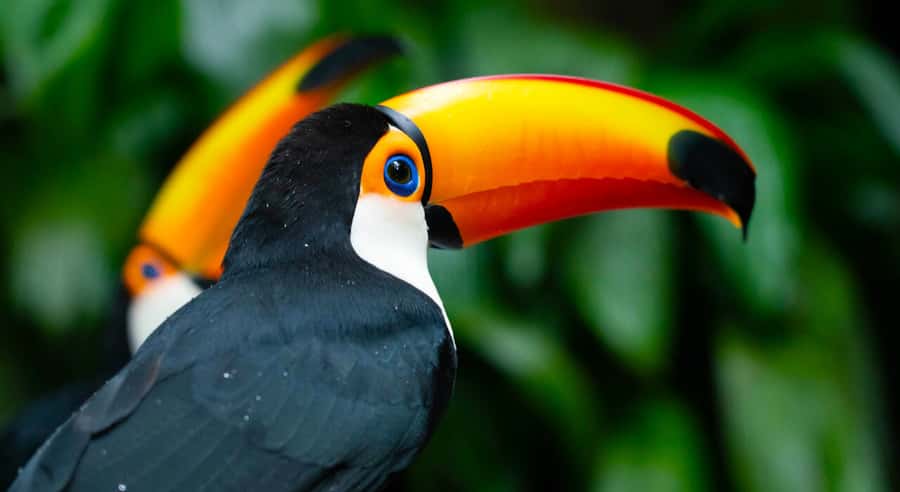 Foz do Iguaçu: Bird Park Tour with Tickets - What makes Parque das Aves worth your time