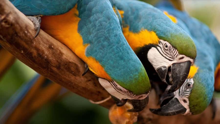 Foz do Iguaçu: Bird Park Tour with Tickets - Starting from Foz do Iguaçu hotels