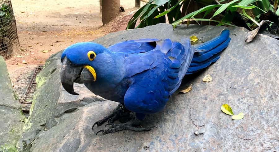 Foz do Iguaçu: Bird Park Tour with Tickets - Birds from Brazil and beyond