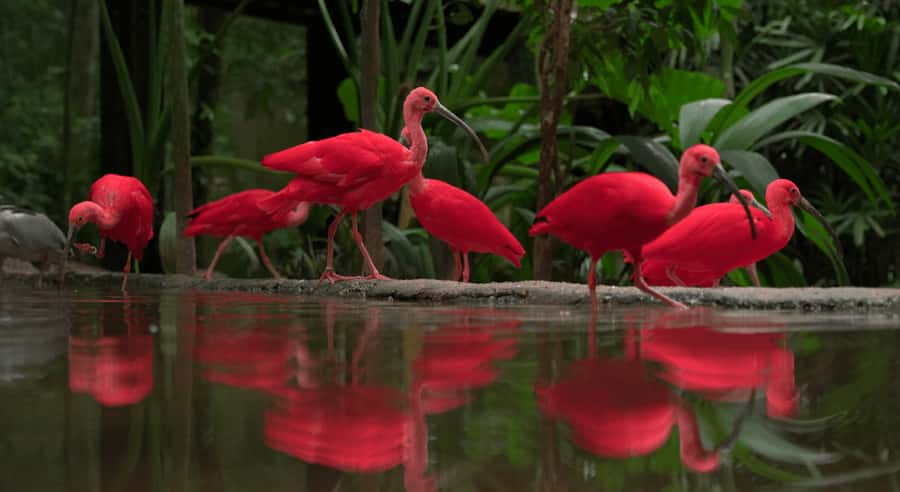 Foz do Iguaçu: Bird Park Tour with Tickets - How much time should you allow?
