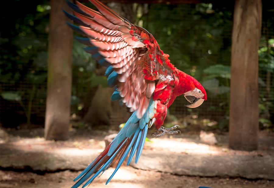 Foz do Iguaçu: Bird Park Tour with Tickets - Is the $54 price fair?