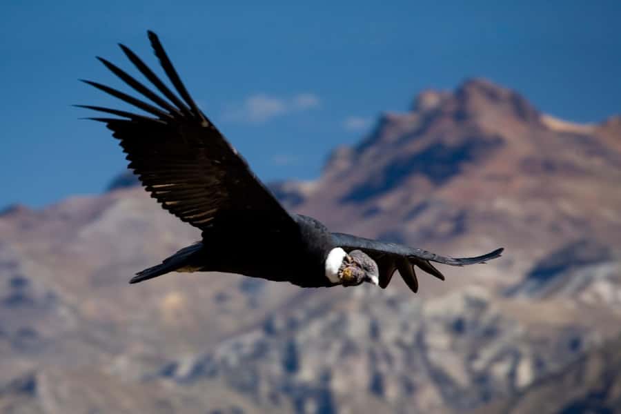 From Arequipa: Colca Canyon Full-Day Guided Tour with Meals - Who should book this Colca Canyon day trip