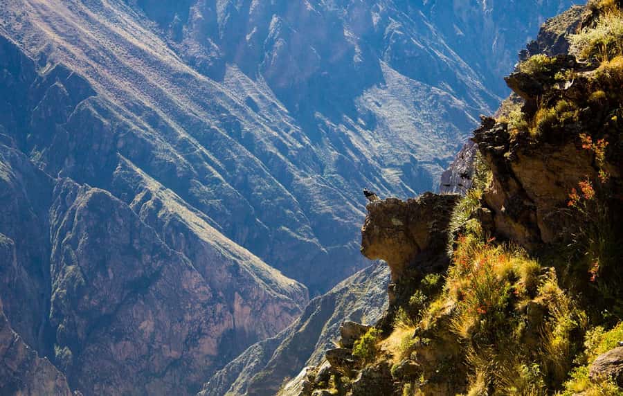 From Arequipa: Colca Valley & Thermal Baths Small-Group Trip - Why this Colca Valley day trip works