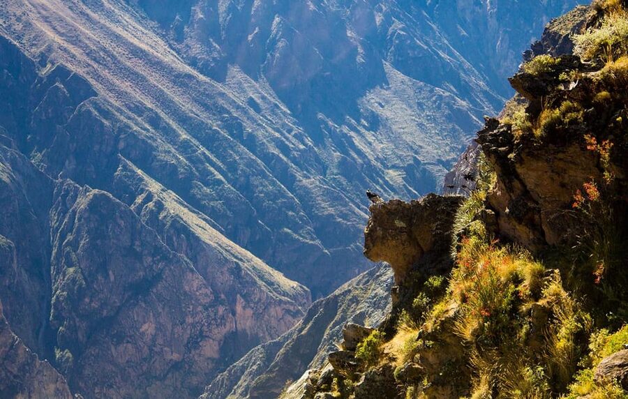 From Arequipa: Colca Valley & Thermal Baths Small-Group Trip - Waiting for condors at Cruz del Cóndor